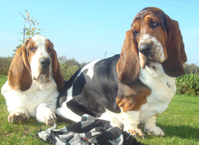 Les chevauchements du chien et de la chienne