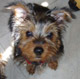choisir une race de chien