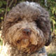 Race de chien : le lagotto romagnolo