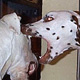 Agressivit� de chiens
