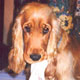 Votre chien fait des b�tises
