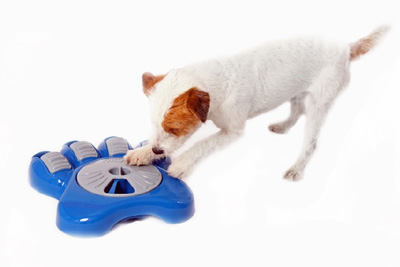 L'alimentation pour chien dans le bol interactif AIKIOU