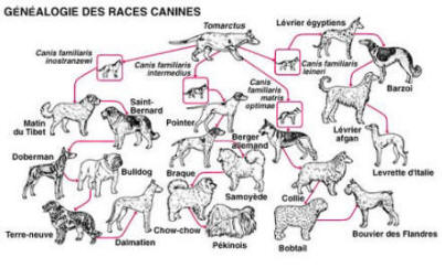 http://www.frenchtoutou.com/images/celebrite/genealogie.jpg