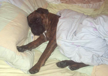 chien qui rêve