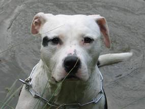 chien harmonie