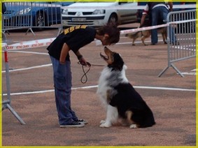 faut il dresser son chien