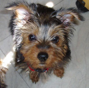 De Chien