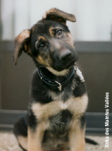 développement du chiot
