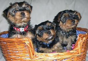 chiot mordile