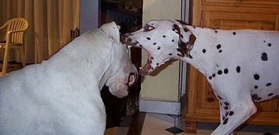 comportement agressif