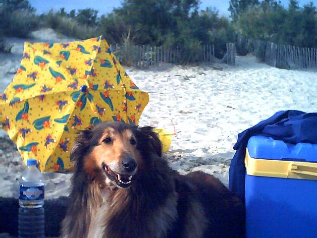 vacances avec son chiens