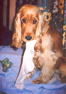 bêtise et destruction chez le chien