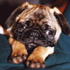 Le chien Carlin