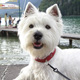 Mon chien tire en laisse