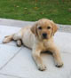Pour un bon d�part une fois de retour � la maison avec son chien