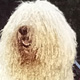 Le chien Komondor