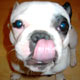 Les l�chouilles du chien