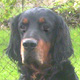 Le chien Setter Gordon