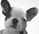 Puis-je sortir mon chiot � 2 mois ?
