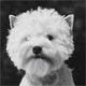 Le toilettage du chien