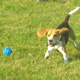 Profiter de son chien en vacances
