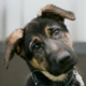 bon d�veloppement du chiot