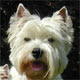 Le chien westie (west highland white terrier)