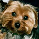 Petit chien hargneux