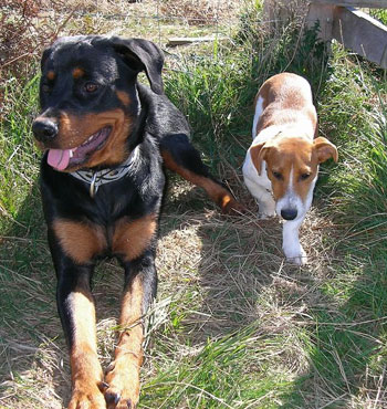 Site de rencontre maitre animaux - Site rencontre 70 ans plus