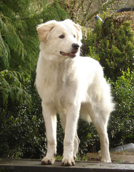 Choisir d'accueillir un chien