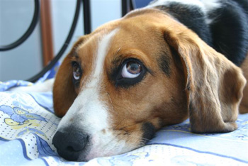 Une cage de transport pour un chien destructeur