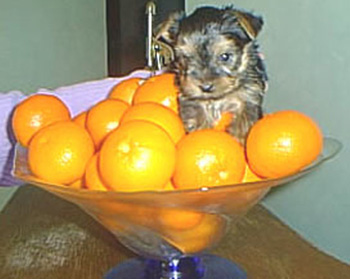 PETIT CHIOT DEVIENDRA GRAND...