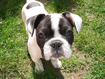 Hi�rarchie chez le chien