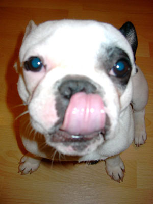 l�che chien