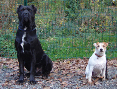 rox et rouky rencontre