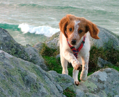 Mon chien adulte est un vrai gamin