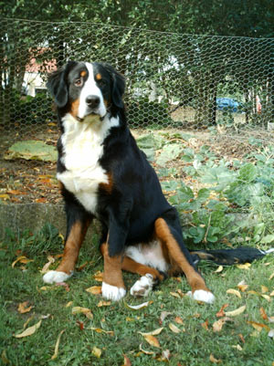 punition chien