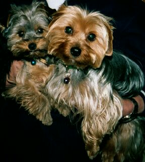 Le yorshkire