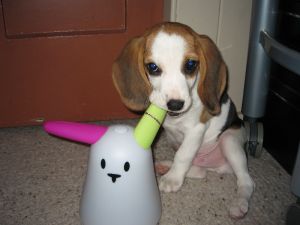 chien mange tout
