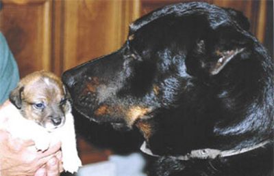 emotion chien