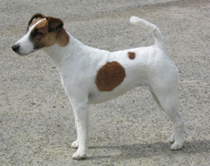 photo du Fox Terrier  Poil Lisse