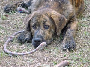 chien adopter