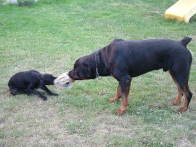 Rencontre entre chiens