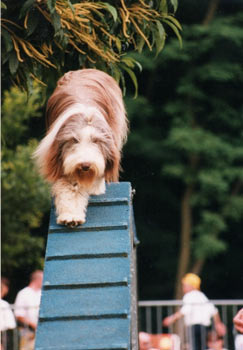 chien bearded collie