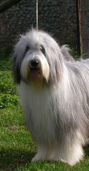 bearded collie chien