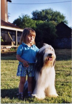 chien bearded collie