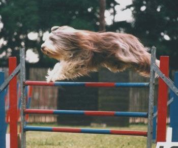 caractère du chien bearded collie