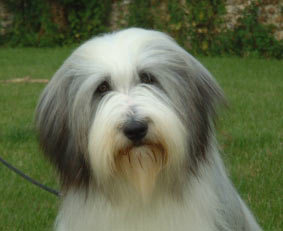 bearded collie