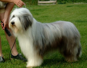 bearded collie standard