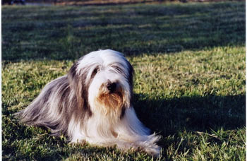 chien bearded collie